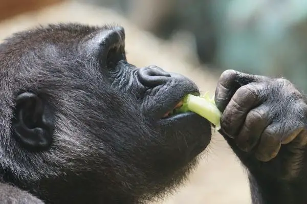 Gorillan ruokinta - Mitä gorillat syövät?