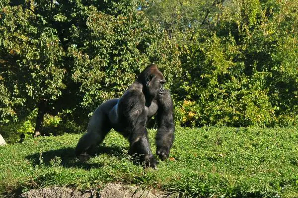 Gorillan ruokinta - Gorilla, kädellinen, jolla on suuri ruokahalu ja vastuu 