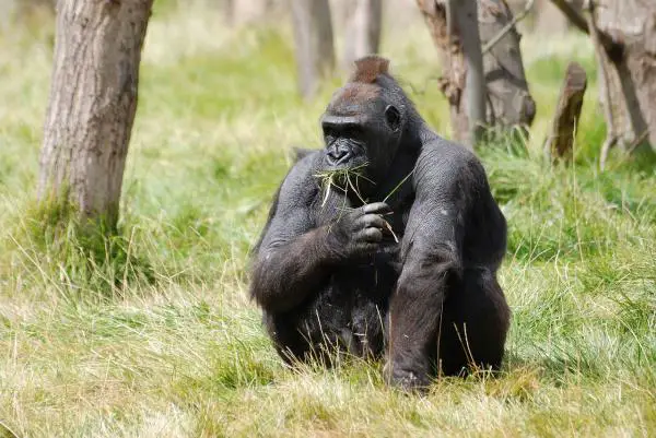 Gorillan ruokinta - työkalujen käyttö ruoan hankkimiseen