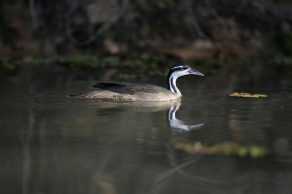 Eläimet, jotka alkavat I - 6. Ipequí (Heliornis fulica)