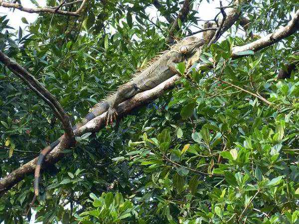 I - 3 alkavat eläimet Iguana (Iguana iguana)