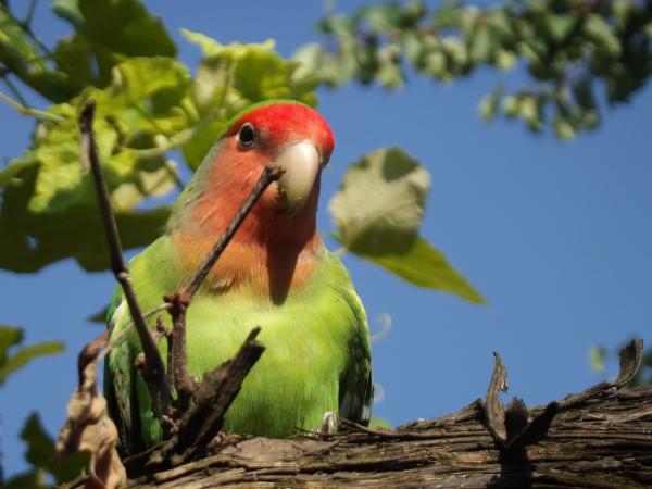 Eläimet, jotka alkavat I - 8. Namibian Lovebird (Agapornis roseicollis)