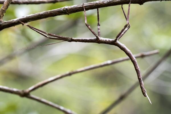 Eläimet, jotka alkavat I - 1. Tikkuhyönteinen (Phasmatodea)