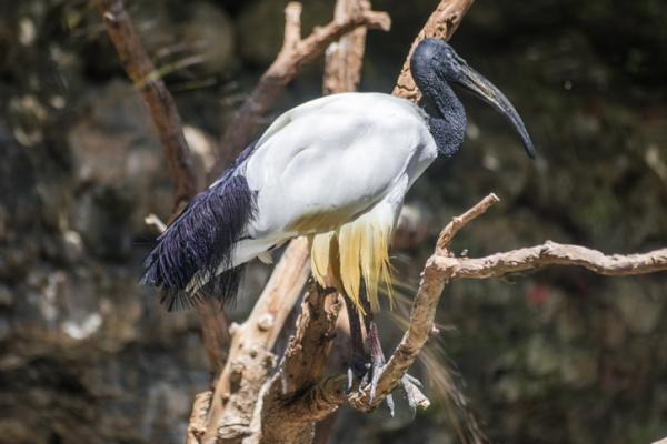 I - 15 alkavat eläimet. Pyhä ibis (Threskiornis aethiopicus)