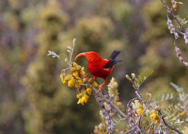 I - 13 alkavat eläimet. Iiwi (Drepanis coccinea)