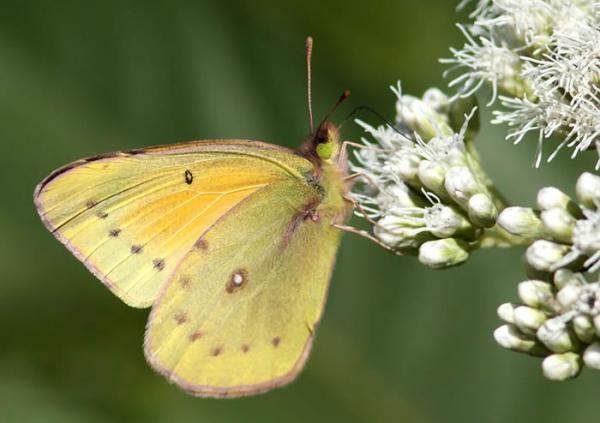 Eläimet, jotka alkavat I - 5. Alfalfa isoca (Colias lesbia)