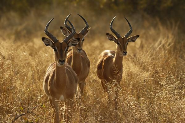 I - 12 alkavat eläimet. Impala (Aepyceros melampus)