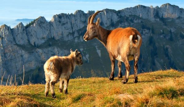 Eläimet, jotka alkavat I - 14. Ibex (Capra ibex)