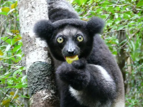 Eläimet, jotka alkavat I - 7. Lyhythäntäinen Indri (Indri indri)