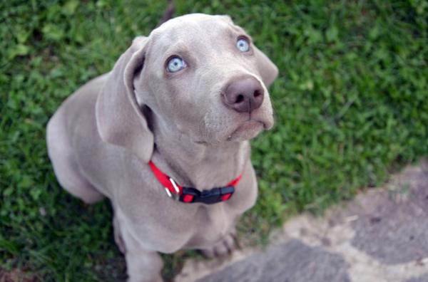 Vinkkejä Weimaranerin kouluttamiseen - Peruskomennot