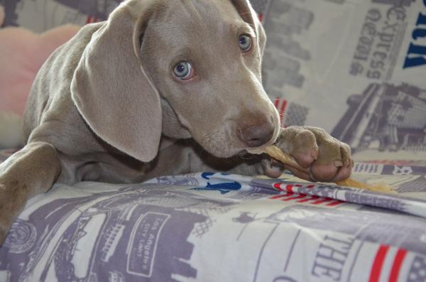 Vinkkejä Weimaranerin kouluttamiseen - Weimaranerin kouluttaminen kotona