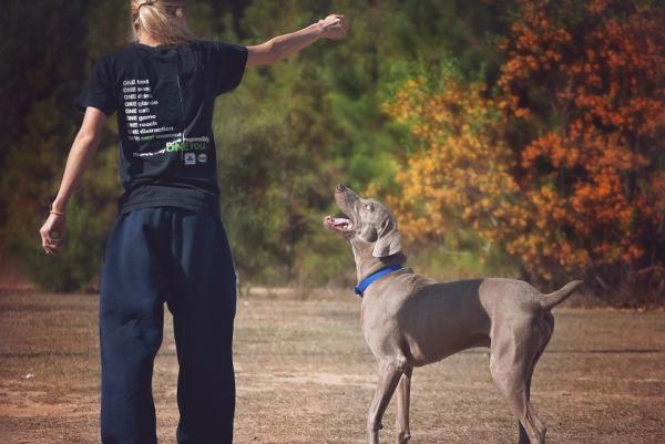 Vinkkejä Weimaranerin kouluttamiseen - Yleisiä vinkkejä