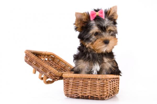 Ile szczeniąt może mieć Yorkshire Terrier - Ile szczeniąt może mieć Yorkshire Terrier