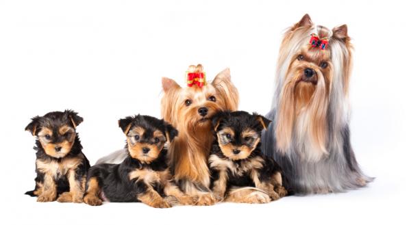 Ile szczeniąt może mieć yorkshire terrier - szczegóły do ​​rozważenia