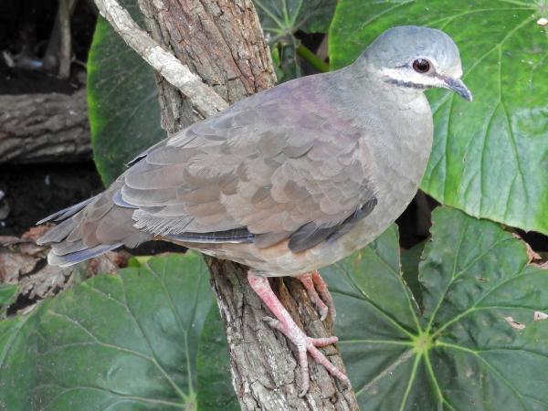 Eläimet, jotka ovat vaarassa kuolla sukupuuttoon Veracruzissa - Tuxtla Partridge Pigeon (Zentrygon carrikeri)