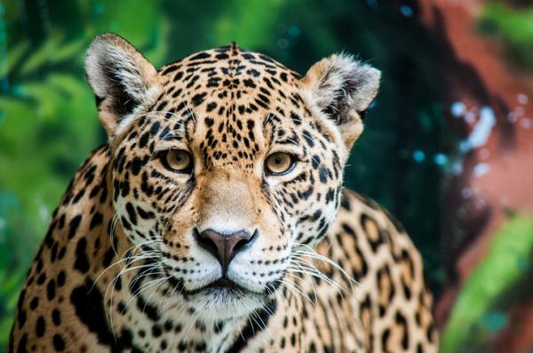 Uhanalaiset eläimet paikassa Veracruz - Jaguar (Panthera onca)