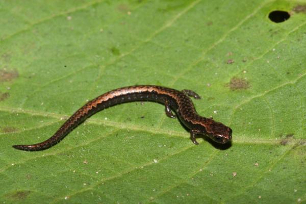 Uhanalaiset eläimet Veracruzissa - Veracruz pygmy salamander (Thorius pennatulus)