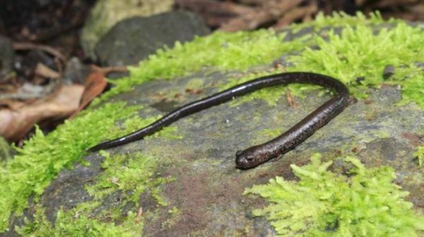 Uhanalaiset eläimet Veracruzissa - pitkähäntäinen Tlaconet (Pseudoeurycea lineola)