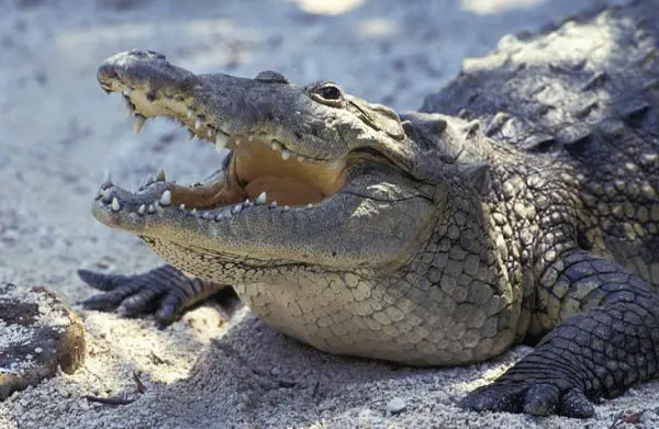 Uhanalaiset eläimet Veracruzissa - Suokrokotiili (Crocodylus moreletii)