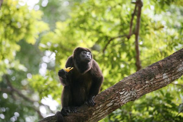 Uhanalaiset eläimet Veracruzissa - Keski -Amerikan hämähäkki -apina (Ateles geoffroyi vellerosus)