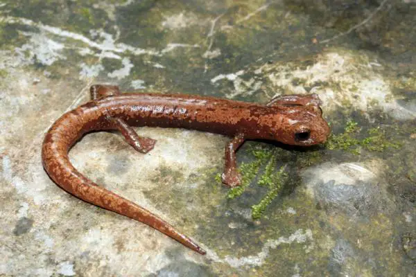 Uhanalaiset eläimet Veracruzissa - Coatzacoalcos -sienikielisalamanteri (Bolitoglossa veracrucis)