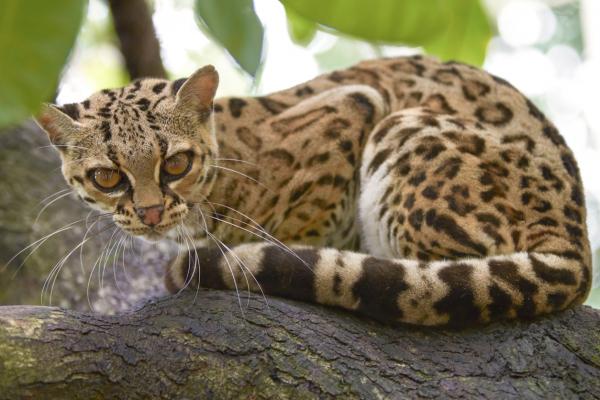 Uhanalaiset eläimet kohteessa Veracruz - Ocelot (Leopardus pardalis)