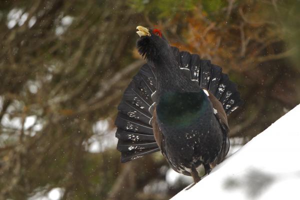 Eläimet, jotka ovat vaarassa kuolla sukupuuttoon Espanjassa - Grouse 