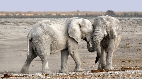 Elephant trivia - Elephants social trivia