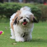 1629821027 521 Lhasa apso