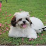 1629821027 995 Lhasa apso