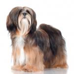 1629821027 9 Lhasa apso