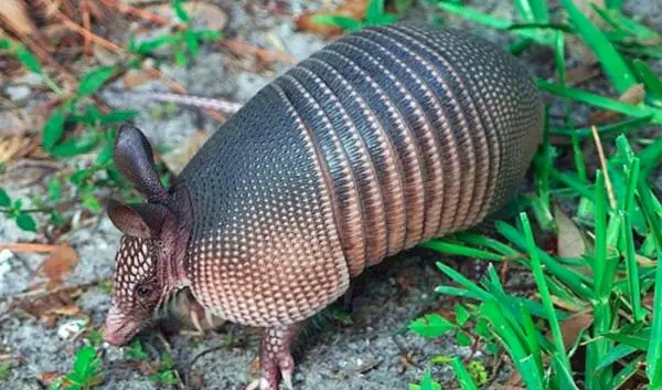 Armadillo lemmikkinä - Armadillon elinajanodote