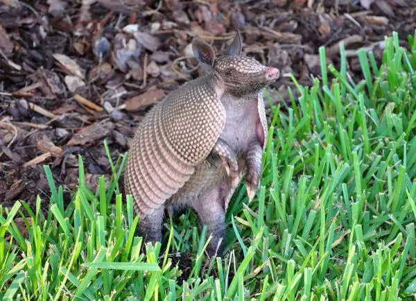 Armadillo lemmikkinä - Onko laillista pitää armadilloa lemmikkinä?