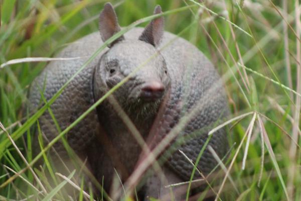 Armadillo lemmikkinä - kenraali Armadillo Care