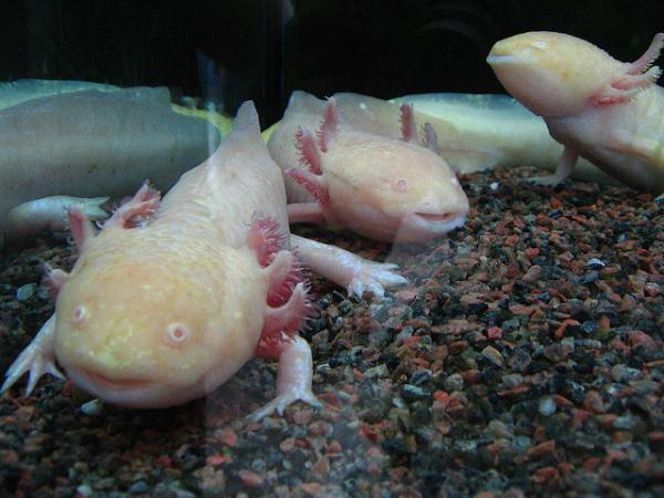 Miksi axolotl on vaarassa kuolla sukupuuttoon?  - Uhanalaisen axolotlin syyt