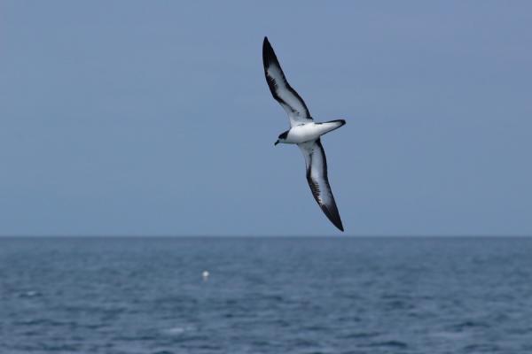 Uhanalaiset linnut Meksikossa - Galapagos Petrel (Pterodroma phaeopygia) 