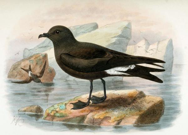 Uhanalaiset linnut Meksikossa - Guadalupe Petrel (Hydrobates macrodactylus)  