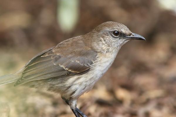 Linnut vaarassa kuolla sukupuuttoon Meksikossa - Socorro Island Centzontle (Mimus graysoni)