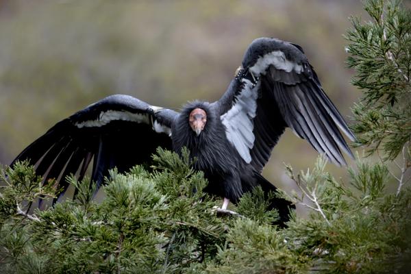 Linnut vaarassa kuolla sukupuuttoon Meksikossa - Californian Condor (Gymnogyps californianus) 