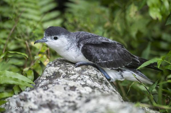 Uhanalaiset linnut Meksikossa - Townsendin leikkausvesi (Puffinus auricularis) 