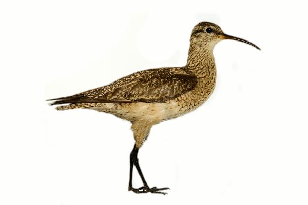 Linnut, jotka ovat vaarassa kuolla sukupuuttoon Meksikossa - Boreal curlew tai Eskimo (Numenius borealis)