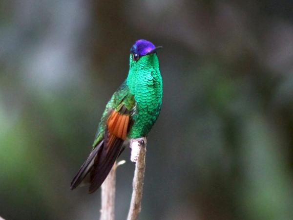 Uhanalaiset linnut Meksikossa - Miahuatleco Hummingbird (Eupherusa cyanophrys)