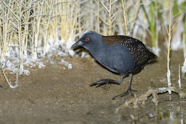 Uhanalaiset linnut Meksikossa - Black Chick (Laterallus jamaicensis)