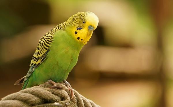 Budgerigar -häkkien tyypit - asiat, jotka sinun pitäisi tietää