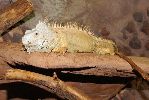 Iguana lemmikkinä - Kotimaisen Iguanan terveys