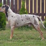 1629921247 187 Catahoulan leopardikoira