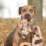 1629921247 20 Catahoulan leopardikoira