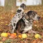 1629921247 448 Catahoulan leopardikoira