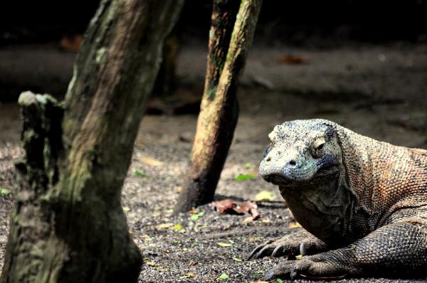 Onko mahdollista saada Komodon lohikäärme lemmikiksi?  - Epäsuotuisat olosuhteet saada Komodon lohikäärme lemmikkiksi