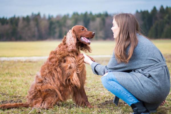 10 yleisintä käyttäytymisongelmaa koirilla - Kuinka korjata koirien käyttäytyminen?